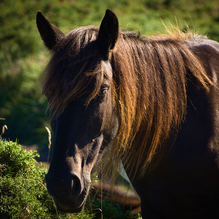 Que hacer en Cuenca paseos a caballo